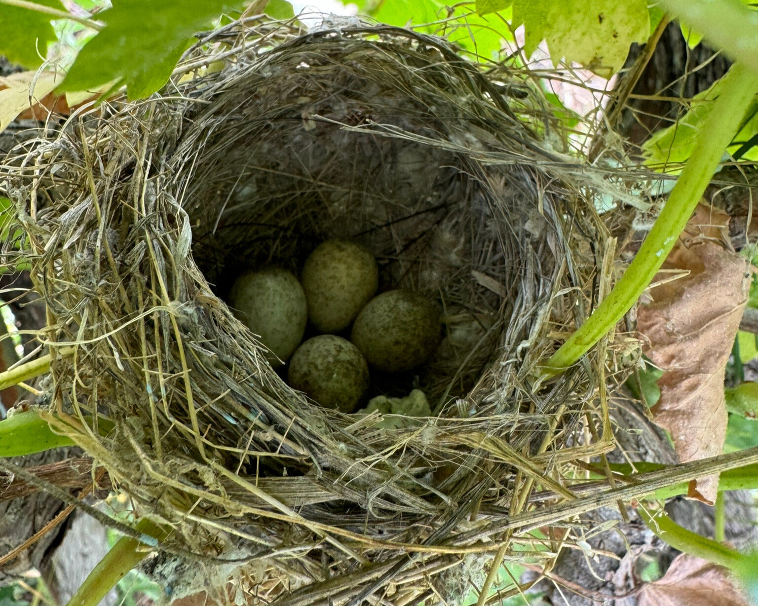 Mejorando el hábitat para las aves