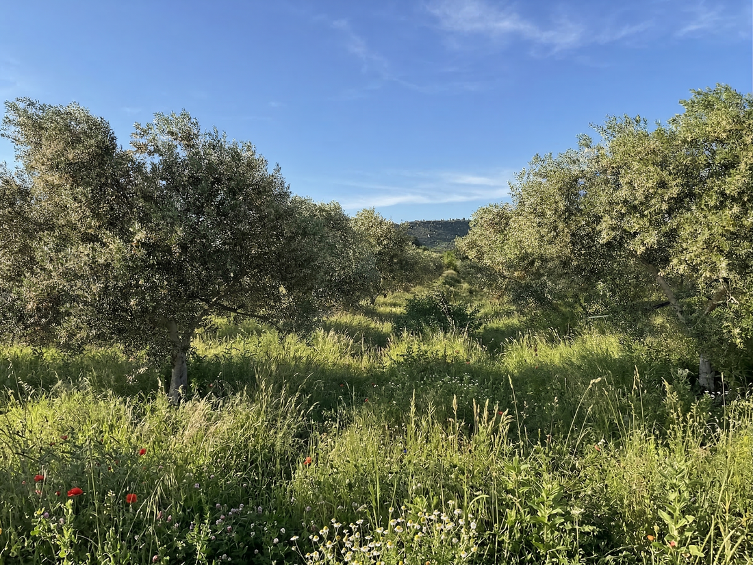 Del olivo al oro líquido: la alquimia del AOVE en Les Seviques