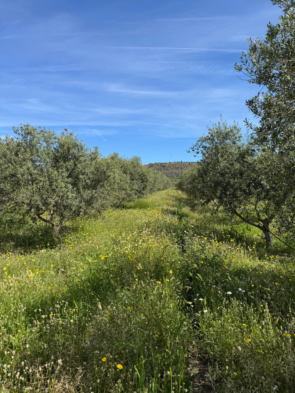 EXPERIÈNCIA OLEOTURISME D’AUTOR