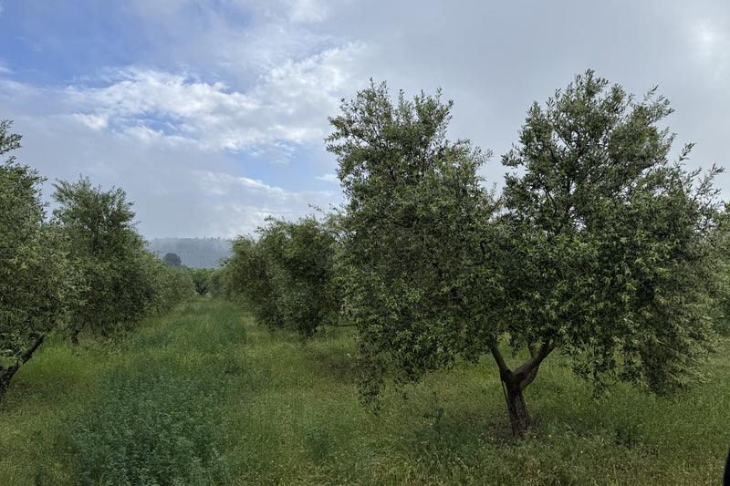 EXPERIENCIA AGRICULTURA REGENERATIVA