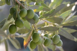olives 4490867 1280
