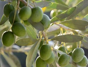 Olive branch with green olives.