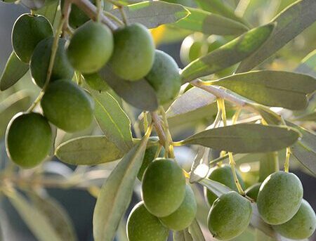 Olive branch with green olives.