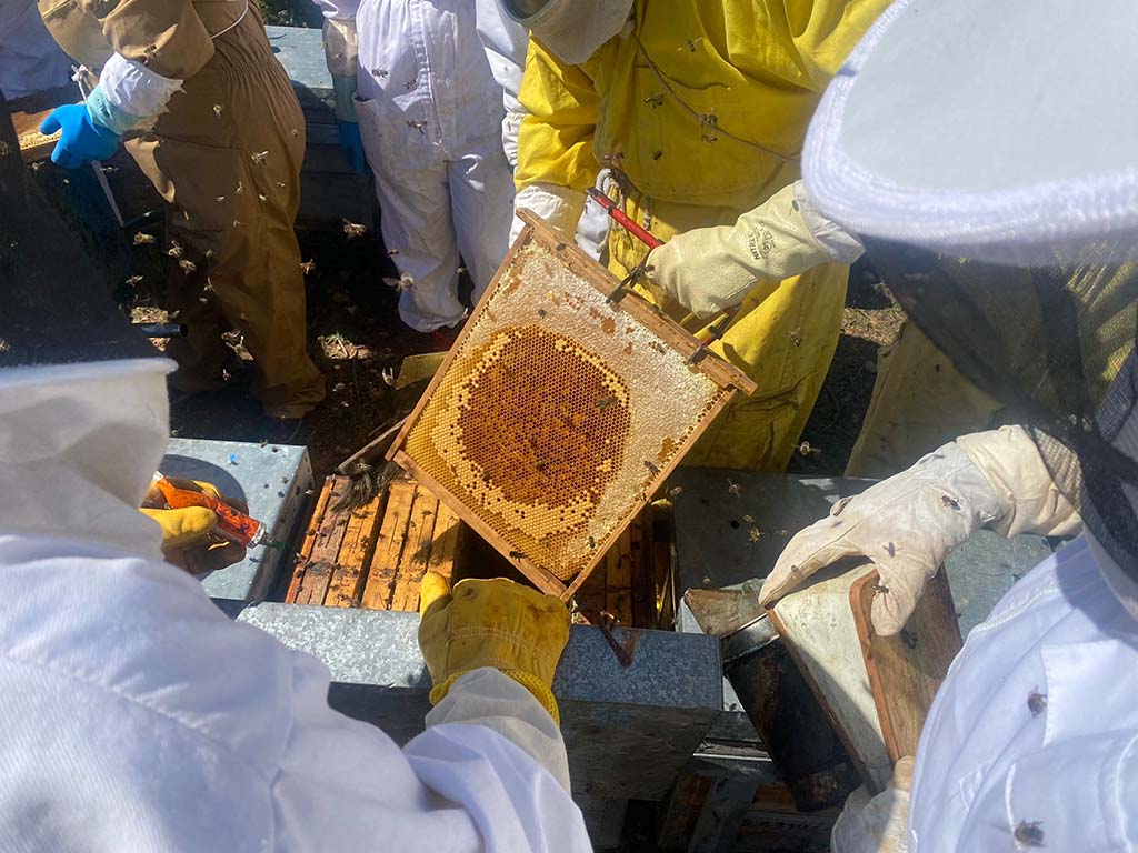Des apiculteurs examinent une boîte en nid d'abeilles remplie de miel à l'intérieur d'une ruche.