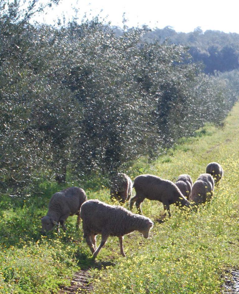 las ovejas desprecian el ramon de olivo 4