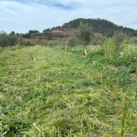 Agricultural field with crushed plant cover after the passage of a roller machine.