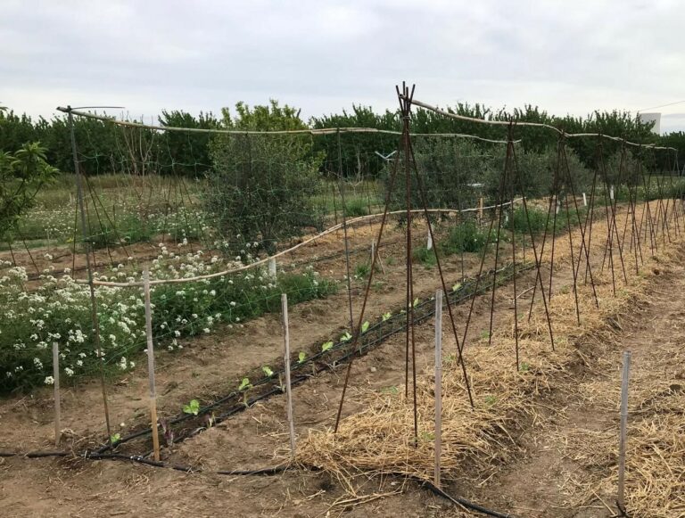 Garden with structures for climbing plants.