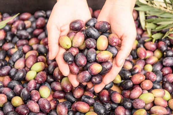 ACEITUNAS