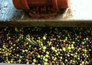 Olives of different colors entering a processing machine in a mill.