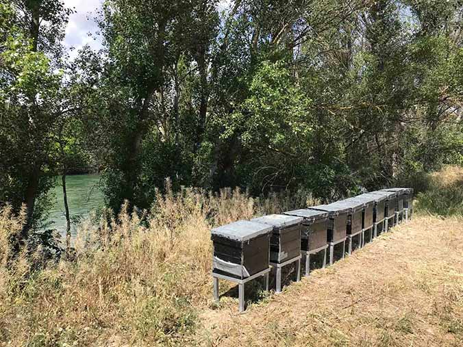 Row of metal beehive boxes on supports, located next to a river surrounded by dry grass and tall, leafy trees.