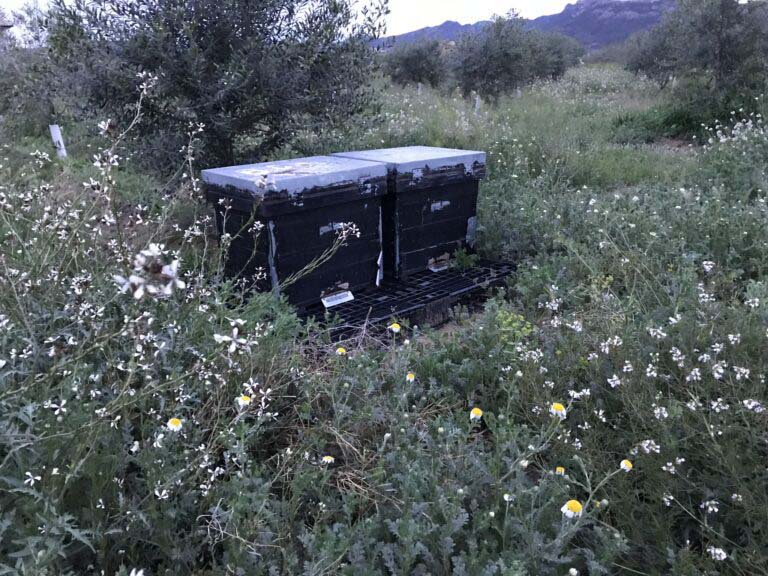 Two black beehive boxes placed on a metal platform in the middle of a field full of wildflowers and vegetation, with trees and mountains in the background.