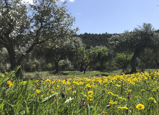 Camp d’oliveres amb flors silvestres grogues i vegetació verda sota un cel clar.