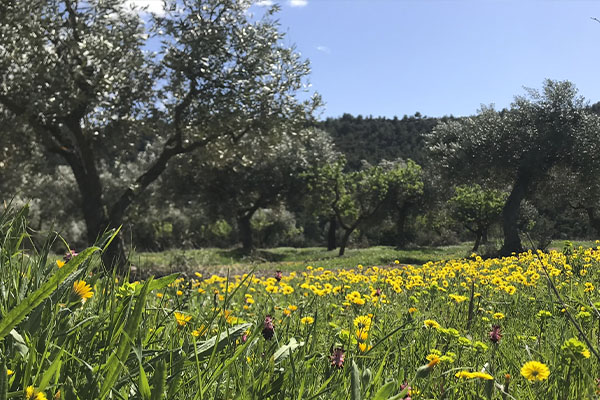 campos Les Seviques