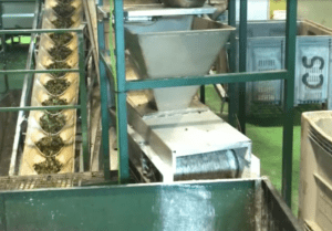 Mechanical system for cleaning and selecting olives in a mill.