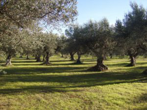 Well-kept olive grove with trees distributed in rows and ground covered with grass.