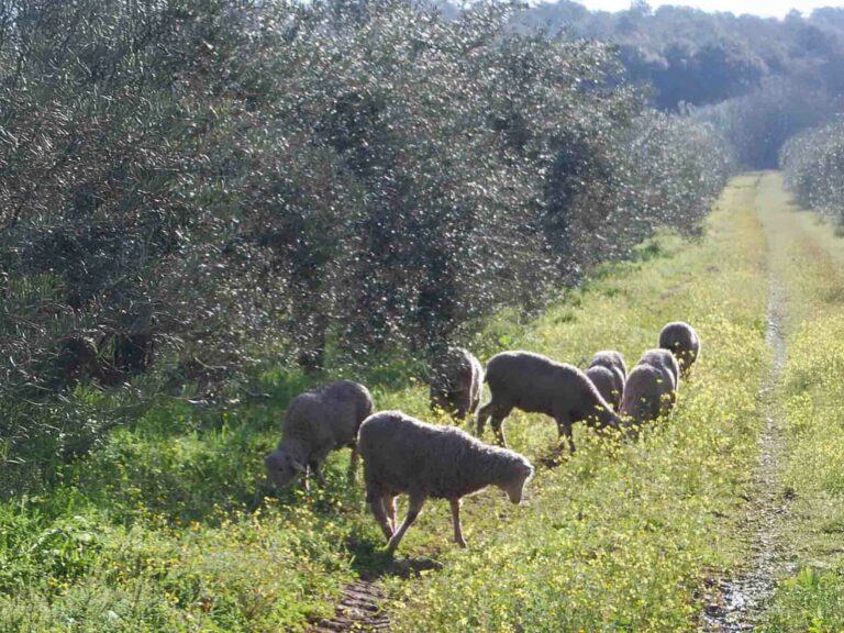 Flock of sheep grazing peacefully in a green field outdoors.